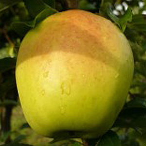  lanterne