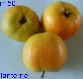  lanterne