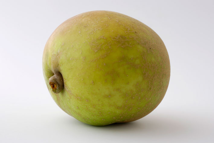  lemon pippin