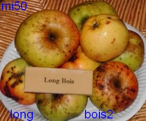  long bois
