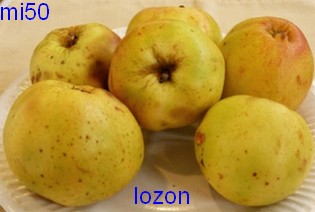  lozon