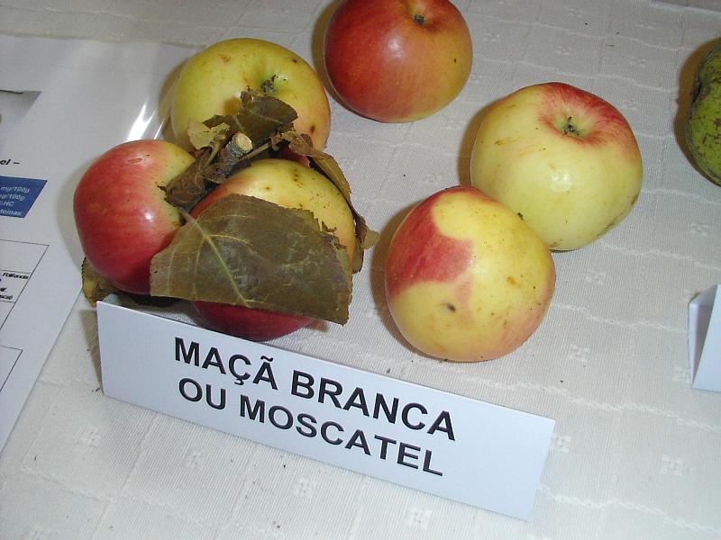  maça moscatel