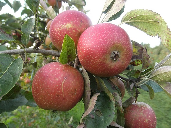  mabbott`s pearmain