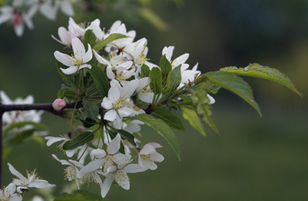  malus toringoides
