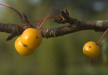  malus toringoides