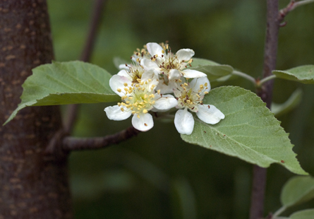  malus tschonoskii
