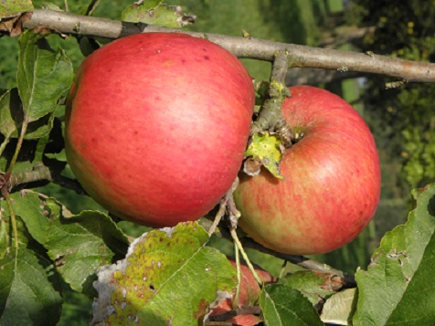  manteau du pourpre