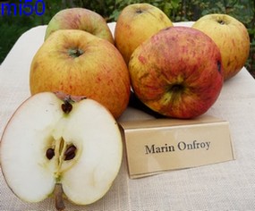  marin onfroy