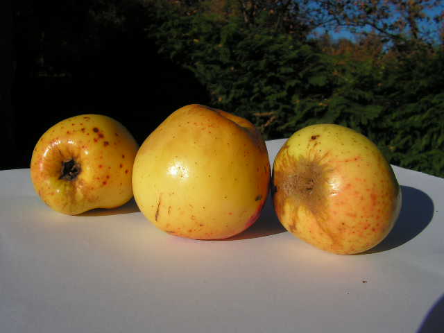  marmela campo