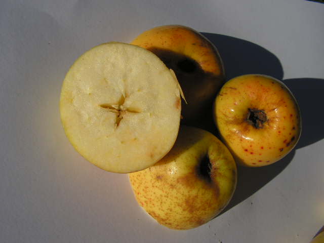  marmela campo