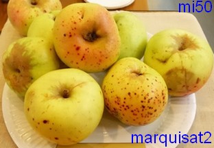  marquisat