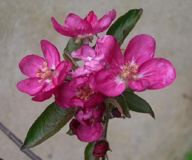  merylinn
