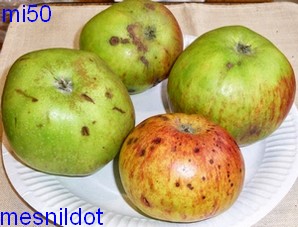  mesnildot