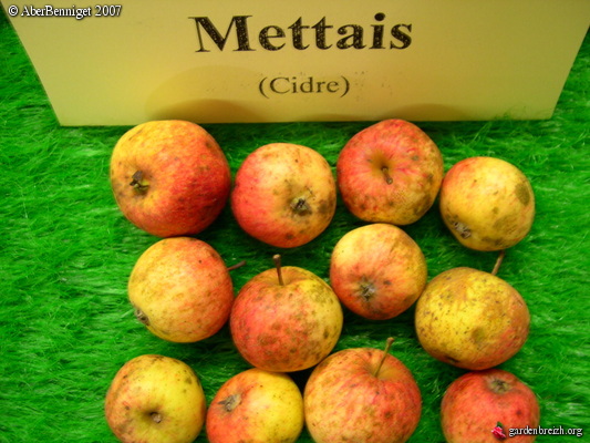  mettais