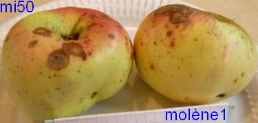 molène