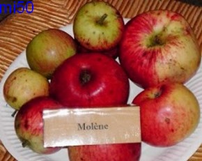  molène
