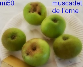  muscadet de l’orne