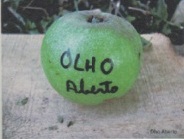  olho aberto