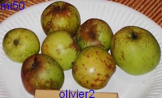  olivier