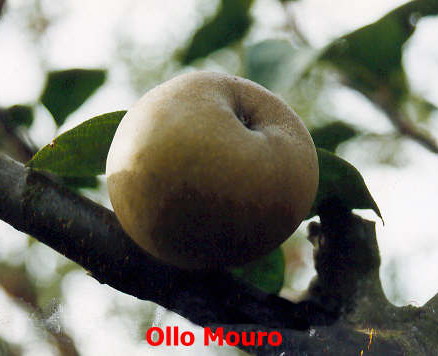  ollo mouro