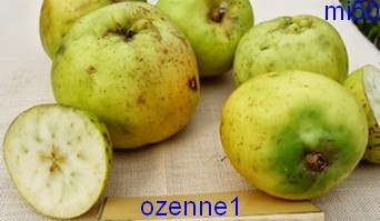 ozenne