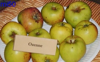  ozenne