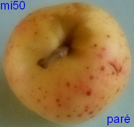  paré