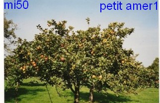  petit amer