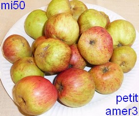  petit amer