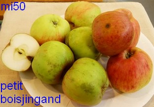  petit boisjingand