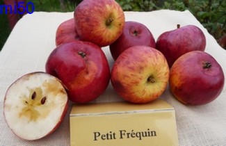  petit fréquin