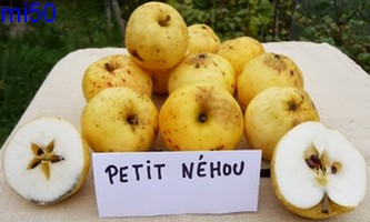  petit néhou