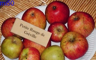  petite rouge de gréville