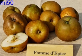  picette