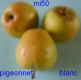  piegeonnet blanc d hiver