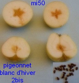 piegeonnet blanc d hiver