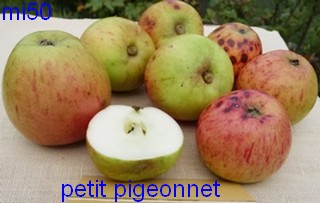  pigeonnet commun