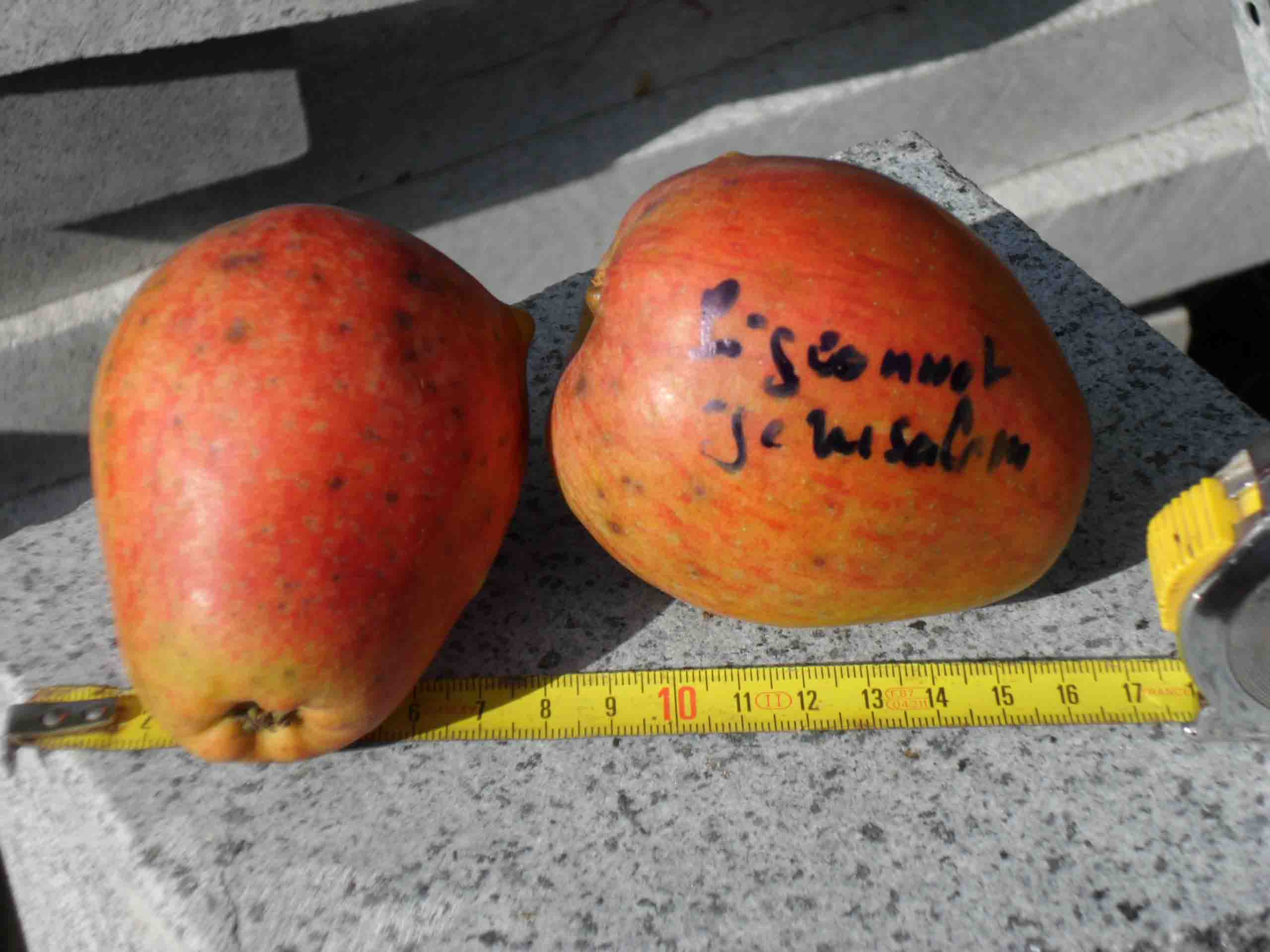  pigeonnet de jerusalem