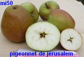 pigeonnet de jerusalem