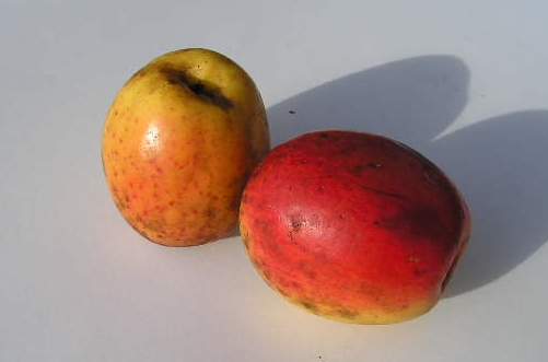  pipa limoeira