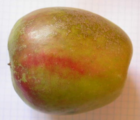  pipo de basto