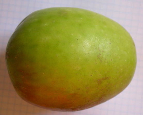  pipo de basto