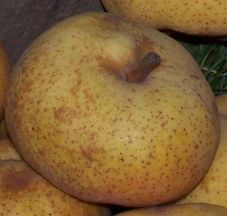  poire