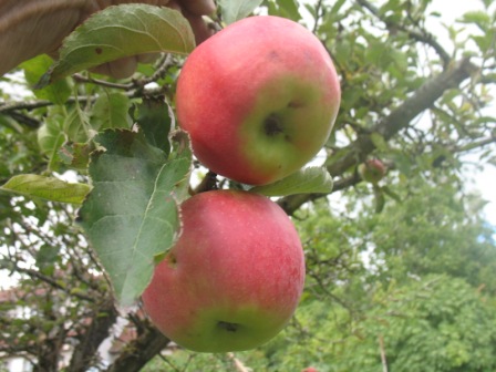  pomme banane