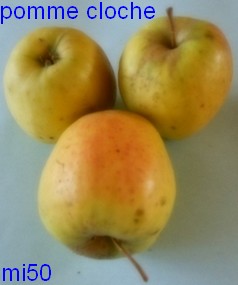  pomme cloche