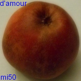  pomme  d amour