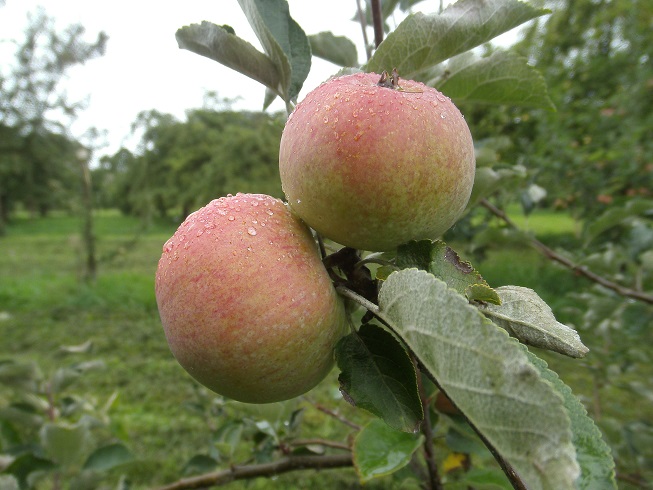  pomme d été rayée