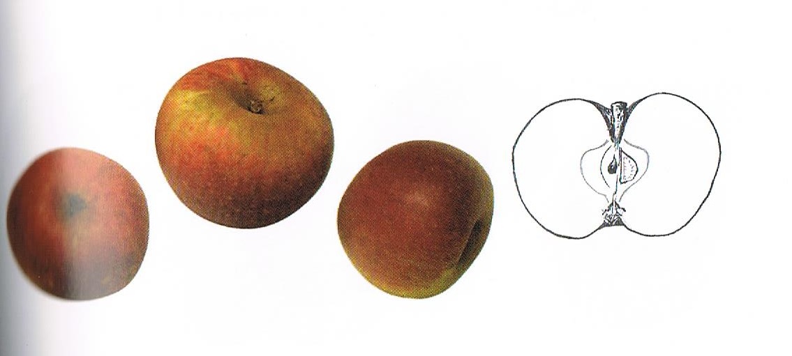  pomme de cave