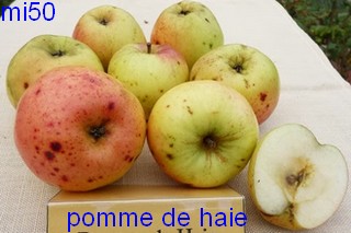  pomme de haye