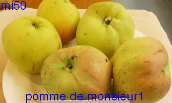  pomme de monsieur